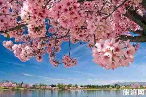 2019洛杉磯櫻花觀賞攻略