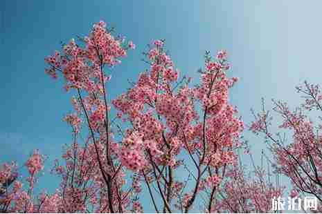 2019滎陽古柏渡黃河櫻花節 門票+賞櫻攻略