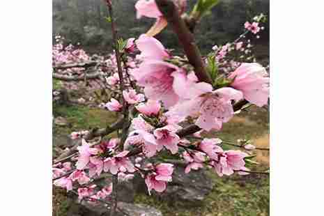 2019普定梭筛湖桃花岛赏桃花攻略