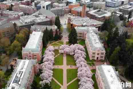 2019美国樱花季节旅游攻略