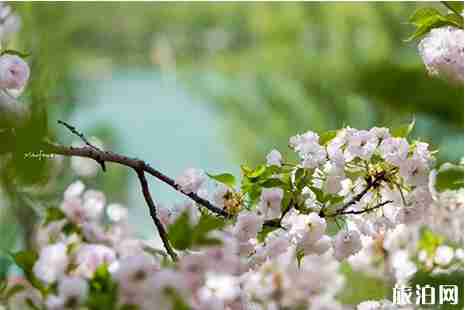 2019孟津黄河小浪底樱花节 门票+赏花攻略