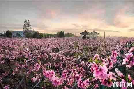 2019常州雪堰桃花节 地址+赏桃攻略