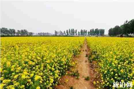 2019石家庄赏花攻略春季推荐