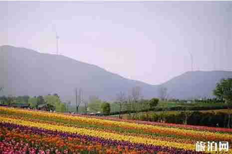 2019巢湖半湯郁金香節2月28日 附活動時間安排