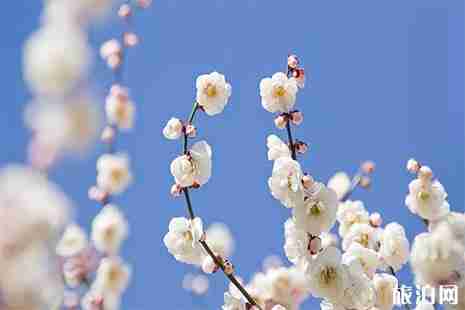 2019桐鄉市首屆槜李文化節暨桃園村李花觀賞活動3月23日開啟