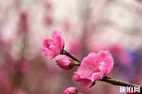 2019成都地鐵賞花指南