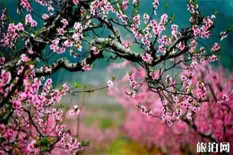 肥城桃花節，最佳觀賞點+賞花攻略