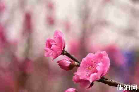 成都地鐵2號線時(shí)刻表 成都地鐵2號線賞花景點(diǎn)推薦