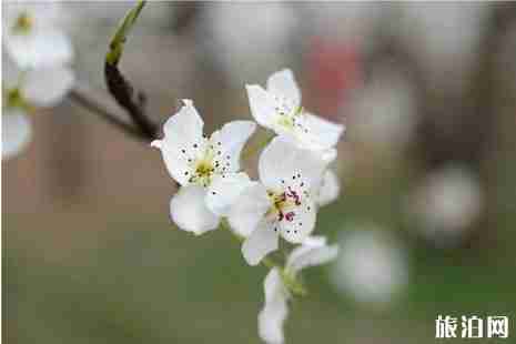 2019河北梨花節是什么時候+在哪里