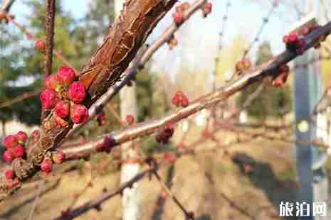 玉田賞花地圖 玉田賞花指南