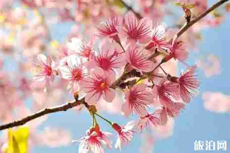 2019孝感楊店桃花節3月28日開啟