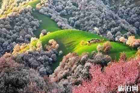 2019那拉提杏花谷3月26日開園