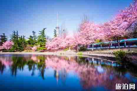 2019北京清明節(jié)賞花去哪+攻略