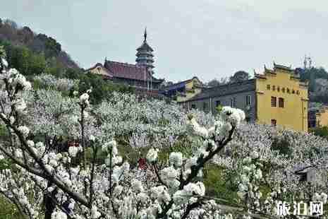 舟山赏花地方攻略