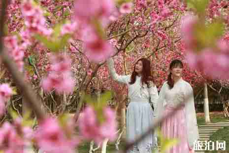 2019郑州桃花节在哪里+时间+门票+介绍