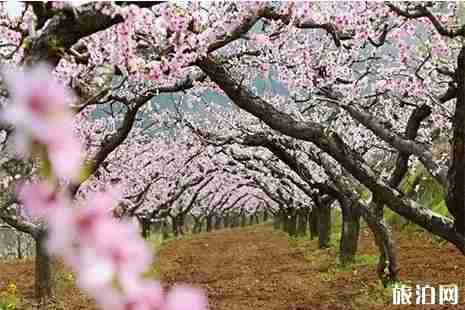 2019西安鄠邑区桃花节3月28日至4月7日开启 附活动信息