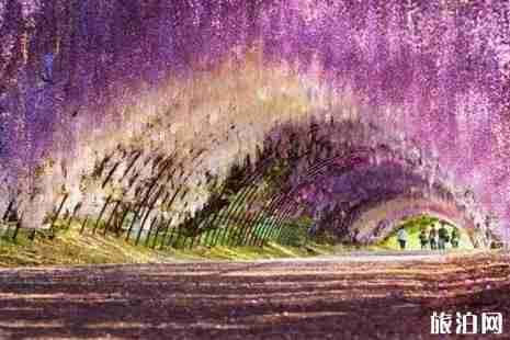 2019日本春季旅游攻略