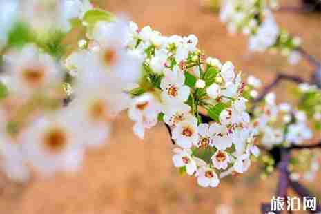 2019河北赵县梨花节赏花攻略 附最佳观赏点