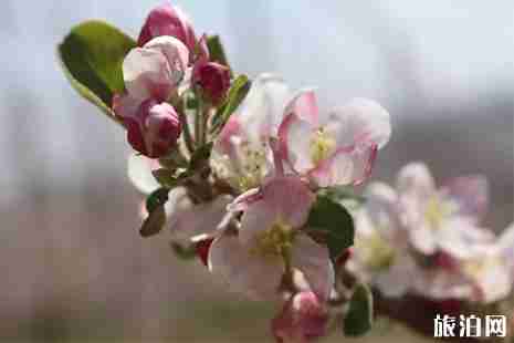 2019威宁苹果花节3月30日开启
