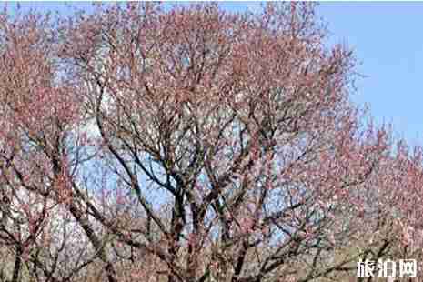 2019黑龙江春季赏花景点推荐