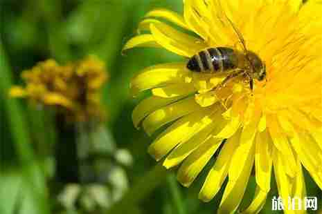 2019老子故里蒲公英花节4月1日开启