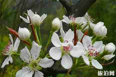 2019晉州周家莊梨花節5月10日截止 附活動信息