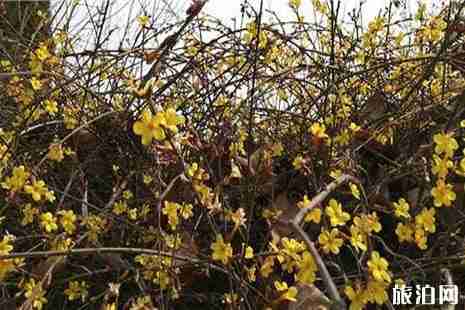 2019青島清明賞花去哪兒