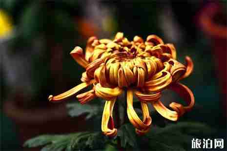 2019清明節(jié)深圳殯儀館實施交通管制 附繞行攻略