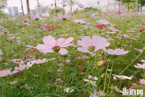 深圳花海在哪里 2019深圳松崗花海地址+門票