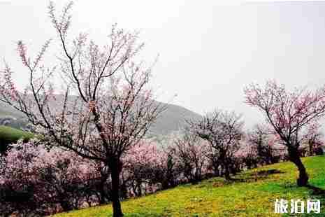 西安賞花2019花期+地點+交通