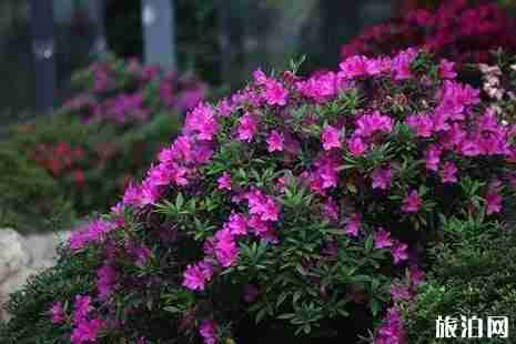 2019湖北杜鵑花哪里最有名