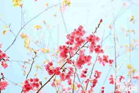 2019夾江周邊賞花指南 夾江賞花攻略