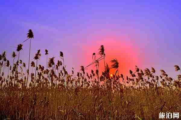 上海到崇明島做什么車 上海到崇明島公交車怎么做