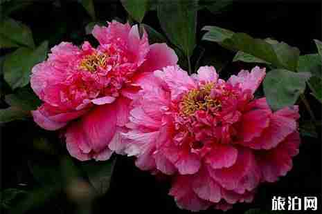 東湖景區(qū)交通指引 附景區(qū)直通車信息+公交+景區(qū)交通費用