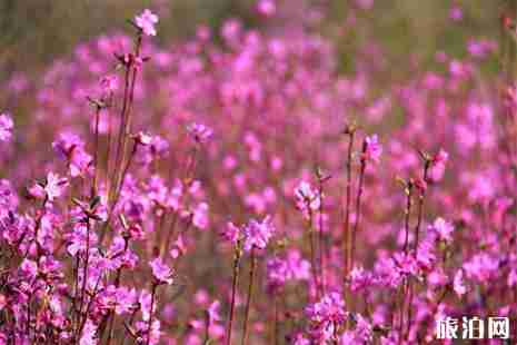 2019首屆龍峪灣云巔杜鵑花節4月13日開啟 附活動信息