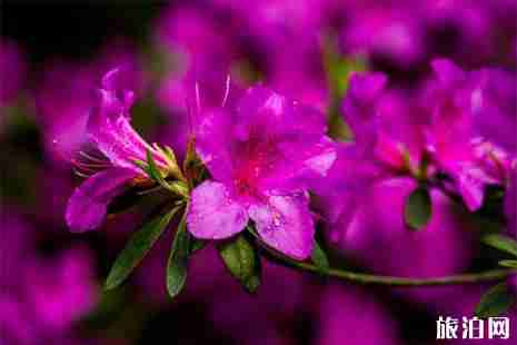 2019贛州石城縣杜鵑花節4月14日開啟