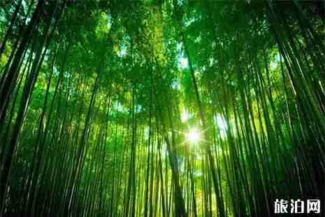 2019日照清明節(jié)好去處 清明小長假活動盤點