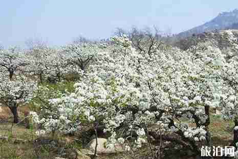 河南靈寶蘋果小鎮賞花指南