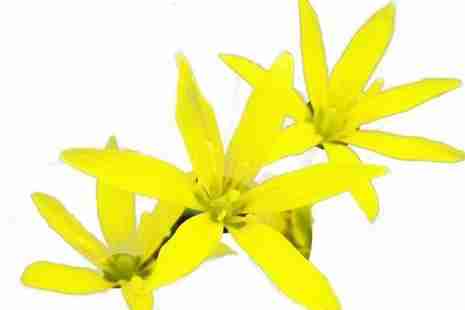 2019京郊賞花攻略