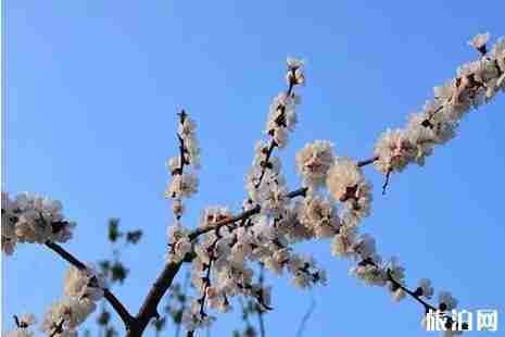 安徽明光踏青攻略