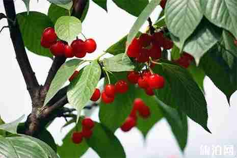 2019成都櫻桃采摘地推薦