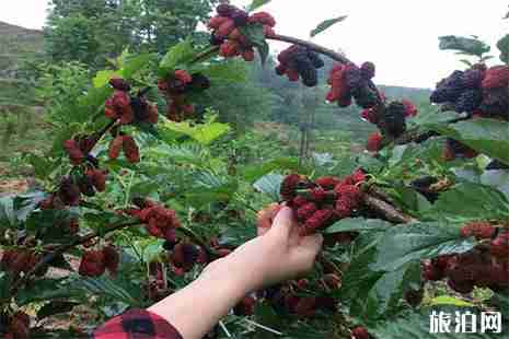 柳州桑葚采摘地推薦