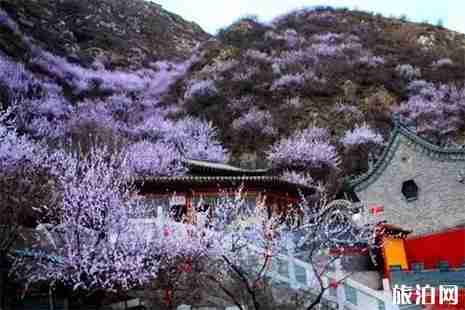 2019雞鳴山桃花節 附活動時間安排