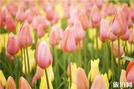 威海賞花好去處 威海賞花指南