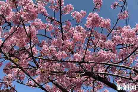 2019年日本四月櫻花攻略