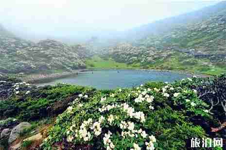 云南蒼山杜鵑花幾月開