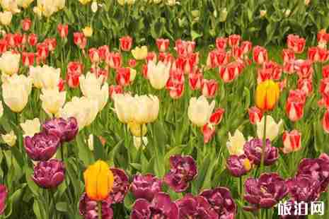 2019蘭州榆中縣李家莊田園小鎮郁金香花展信息 附交通攻略