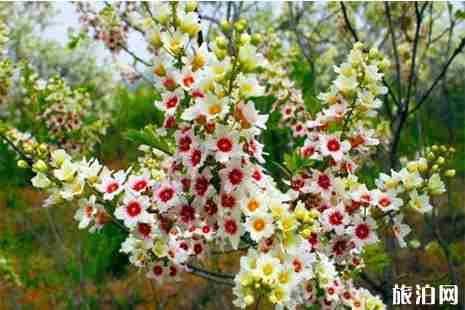 2019邱縣文冠果花節4月13日開啟