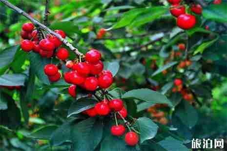 貴州安順鎮寧櫻桃采摘地推薦 采摘時間是多少