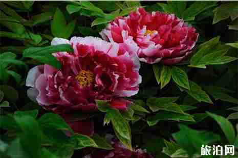 2019隋唐城遗址植物园牡丹花会活动安排 附演出信息